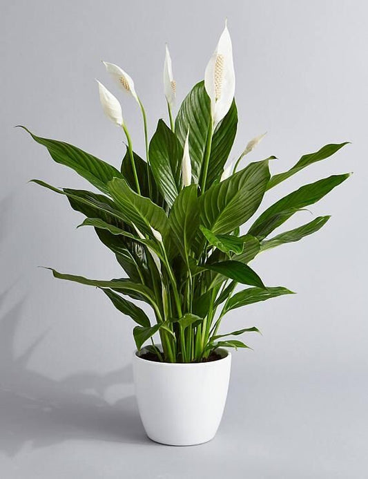 Peace Lilly